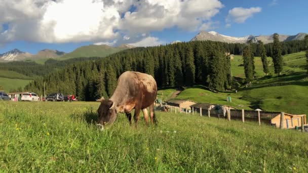 Zbliżenie Krowy Konia Wypasającego Się Pastwisku Farmie Wiejskiej — Wideo stockowe