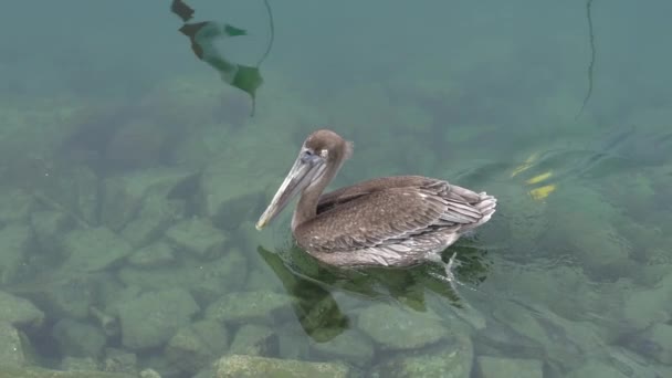 Галапагосские Коричневые Пеликаны Плавают Озере — стоковое видео