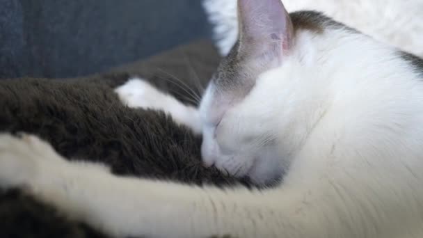 床に寝そべっている猫の姿が間近に見える — ストック動画