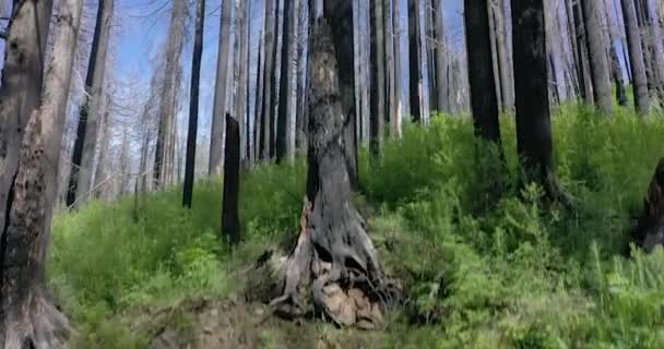 Zotavení Lesních Požárů Rok Později — Stock video