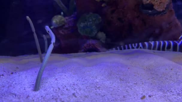 Een Close Van Gevlekte Tuinpaling Een Aquarium — Stockvideo