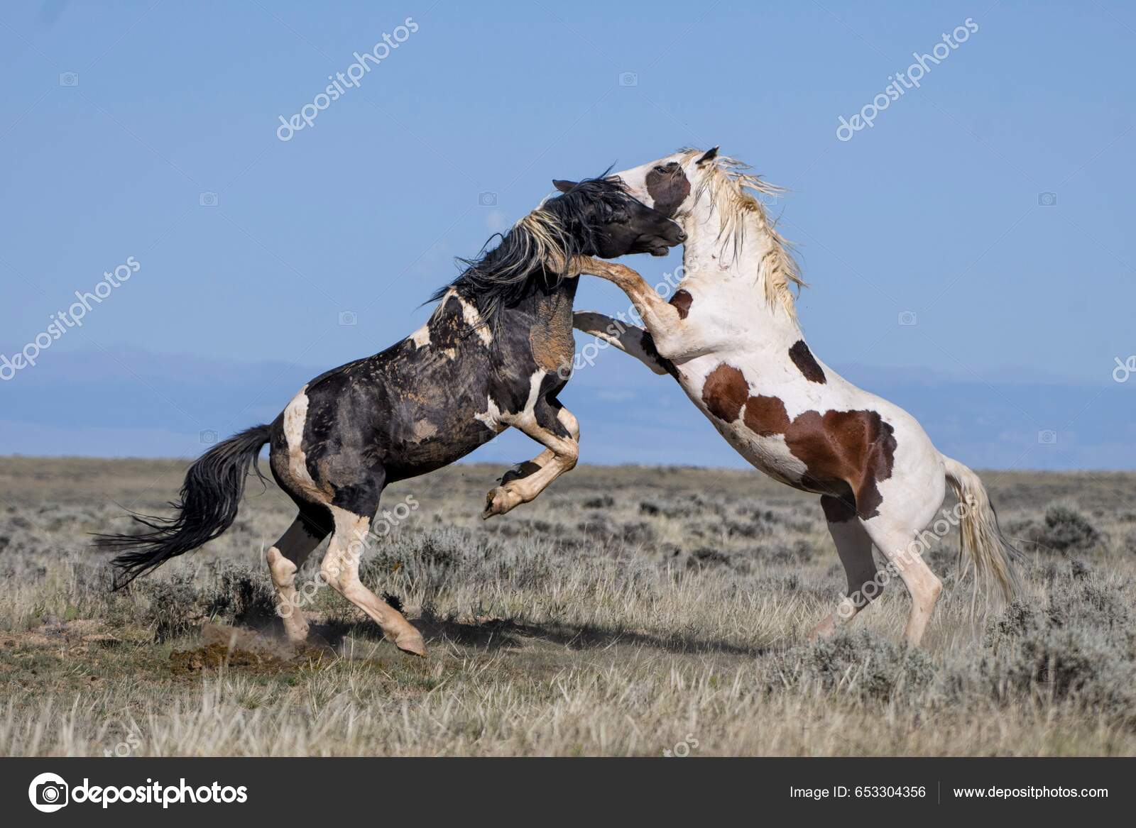 Foto de De Cavalo Pulando e mais fotos de stock de Cavalo