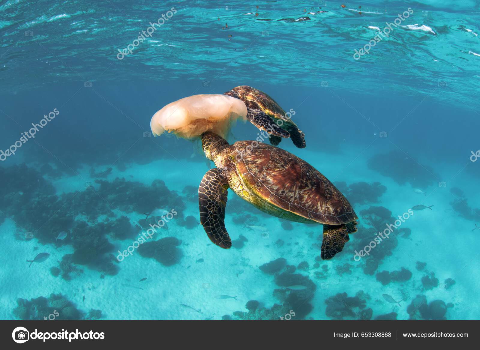 Grønn Havskilpadde Chelonia Mydas Som Leker Med Manet Havet – stockfoto ©  wirestock_creators #653308868, image size:1600x1167