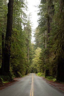 Kaliforniya 'daki Redwood Ulusal ve State Park' ta yemyeşil ağaçlarla çevrili asfalt bir yol.