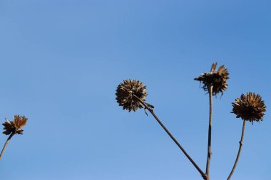 Kuru bitkiler mavi güneşli gökyüzüne karşı