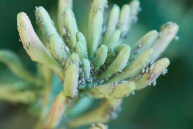 Bahçedeki yeşil çiçekte yaprak bitlerinin yakın plan çekimi.