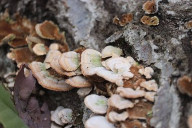Trametes versicolor ile kaplanmış bir ağaç kabuğunun yakın çekimi
