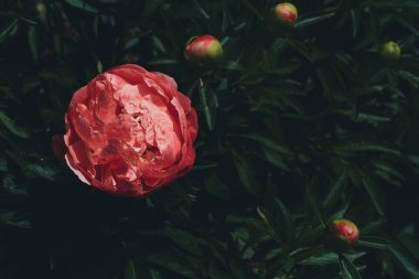 Bahçede yetişen pembe şakayıkların yakın plan çekimi.