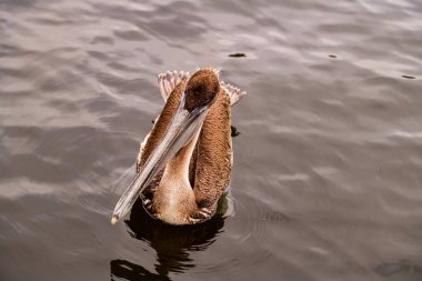 Suyun yüzeyinde yüzen kahverengi pelikana yakın çekim. Pelecanus occidentalis idrar sökücü.