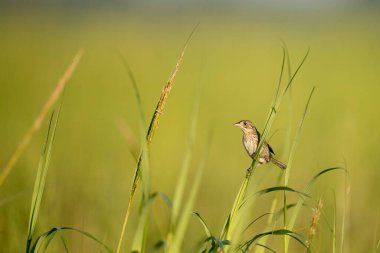 Bir Henslow serçesi yeşil çimlere tünemiş.