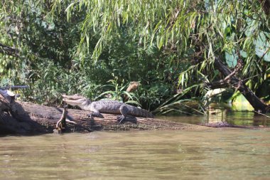 Sudaki ağaç kabuğunda korkunç bir timsahın yakın çekimi.