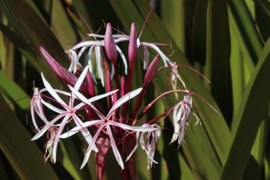 Açık havada yetişen Gürcü crinumuna (Crinum asiaticum) yakın çekim