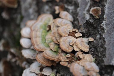 Trametes versicolor ile kaplanmış bir ağaç kabuğunun yakın çekimi