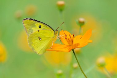 Sarı bir çiçeğin üzerindeki bulutlu sarıyı yakından çek.