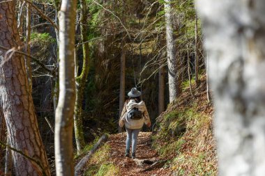 Sırt çantası ve şapka takan, sonbaharda güneşli bir günde orman yolunda yürüyüş yapan bir kadının arka görüntüsü..
