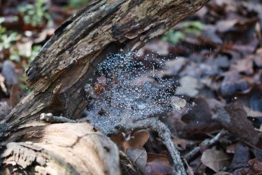 Örümcek ağındaki damlacıkların yakın çekimi.