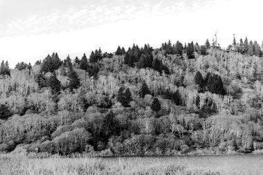 Siyah beyaz sık ağaçlarla çevrili bir göl.