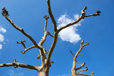 Arka planda mavi gökyüzü olan çıplak bir ağacın alçak açısı.