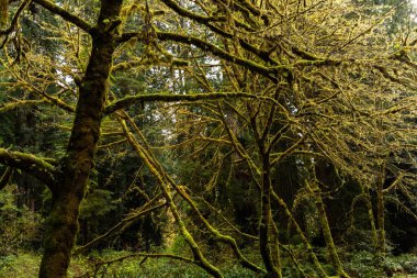 ABD 'nin Kaliforniya eyaletindeki Redwood National ve State Park' taki yemyeşil yosunlu yosun ağacı ağaçları.