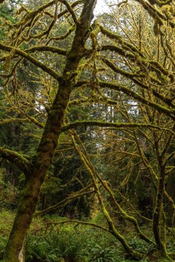 ABD 'nin Kaliforniya eyaletindeki Redwood National ve State Park' taki yemyeşil yosun ağaçlarının dikey görüntüsü.