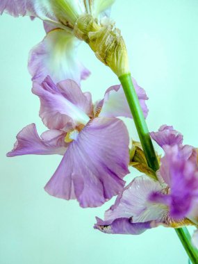 Arka planda mavi bir duvar bulunan mor bir Alman irisinin dikey yakın çekimi (Iris germanica)