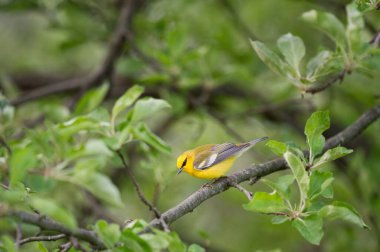 Mavi kanatlı bir Warbler kuşu bir dala tünedi.