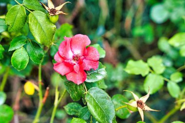 Arka planda yeşil yapraklar ve gül kalça çalısı üzerinde narin bir yaban gülünün yakın plan çekimi.