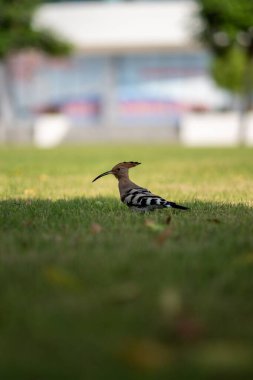 Avrasya Hupoe 'sunun dikey görüntüsü, yeşil çimlerde Upupa Eppes..