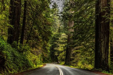 Kaliforniya 'daki Redwood Ulusal ve State Park' ta yemyeşil ağaçlarla çevrili asfalt bir yol.
