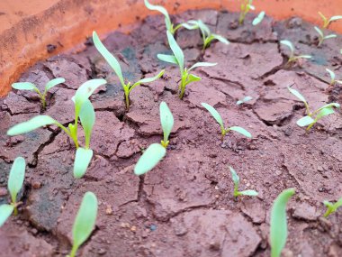 Yakın bakış açısı ve bir tencerede yetişen marul fidelerinin seçici odağı..