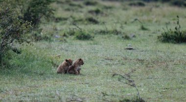 Kenya, Masai Mara 'da dinlenen Topi Sürüsünün iki aslan yavrusu.