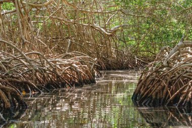 Rosario Adaları 'nda korunan bir mangrov rezervi, doğal bir sığınak..