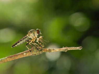 Ommatius soyguncusunun yeşil bulanık arka planlı ağaç üzerinde uçan makro görüntüsü.