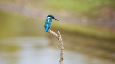Ağaç dalına tünemiş bir balıkçı kuşu