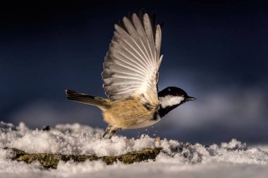 A closeup shot of a  willow tit (Poecile montanus) in winter