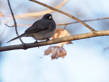 Kışın bir ağaç dalına tünemiş siyah gözlü bir junco kuşunun yakın plan çekimi.