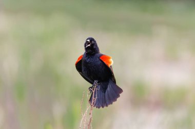 Bulanık bir arka planda güneşli bir alanda şarkı söyleyen güzel kırmızı kanatlı bir karatavuk.