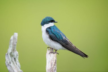 Mavi bir ağaç kırlangıcı bir dala tünemiş.