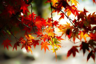 A closeup of tree branches with autumn leaves