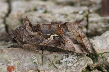 Bir makro gümüş Y (Otografa gama))