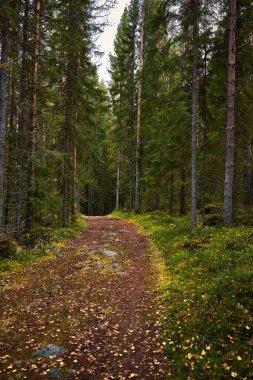 Yeşil ormandaki ağaçlar arasındaki asfaltsız yolun dikey görüntüsü.