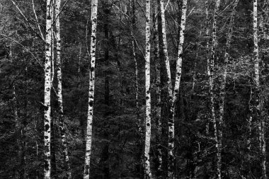 Kuzey Kaliforniya, ABD 'deki Redwood Ulusal ve State Park' taki sekoya ağaçlarının gri pulu.