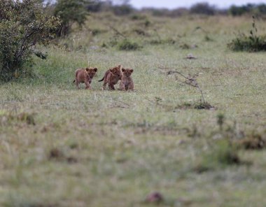 Kenya, Masai Mara 'da Topi Pride' ın aslan yavruları oynuyor. Küçük sevimli aslan yavruları yeşil alanda oynaşıyor..