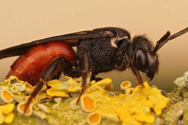 Yalnız parazit arıların makro görüntüsü (sphekodes albilabris)