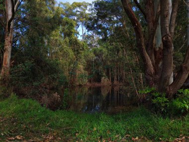 Port Macquarie, NSW, Avustralya 'da yeşilliği olan güzel bir göl manzarası