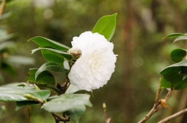 Beyaz bir Japon kamelya çiçeği bahçedeki ağaç dalında çiçek açıyor.