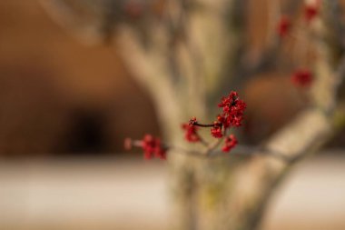 Bataklık akçaağacında kırmızı çiçekler bulanık arka planda