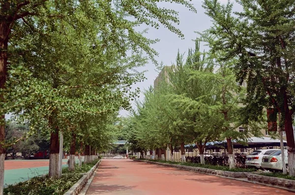 Uma Bela Trilha Caminhada Através Árvores Perto Estacionamento Shenyang China — Fotografia de Stock