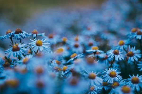 Tarladaki Papatya Çiçeklerinin Seçici Odağı — Stok fotoğraf