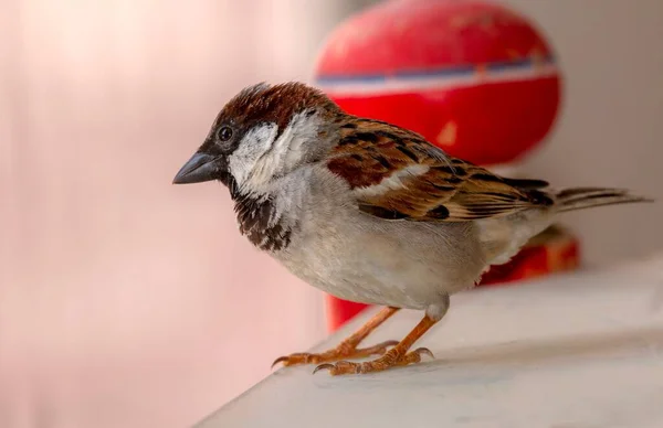 Closeup Shot Small House Sparrow — Stock Photo, Image